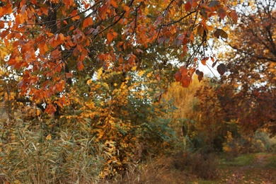 Beautiful view of forest on autumn day