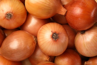 Photo of Many ripe onions as background, top view