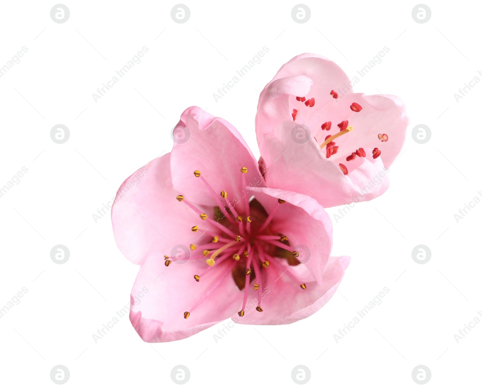 Photo of Beautiful sakura tree flowers on white background