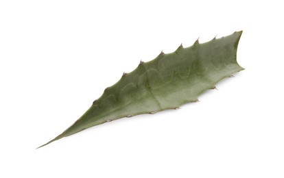 Photo of Fresh green agave leaf isolated on white