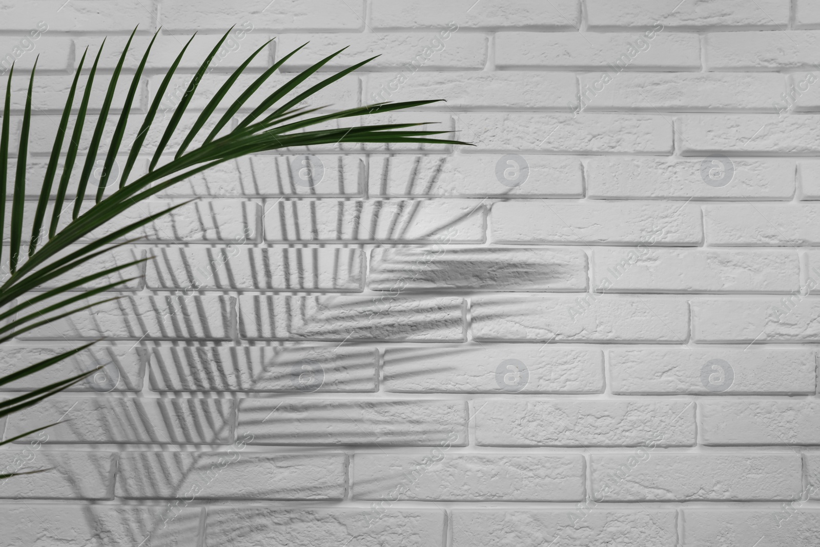 Photo of Tropical palm branch casting shadow on white brick wall. Space for text