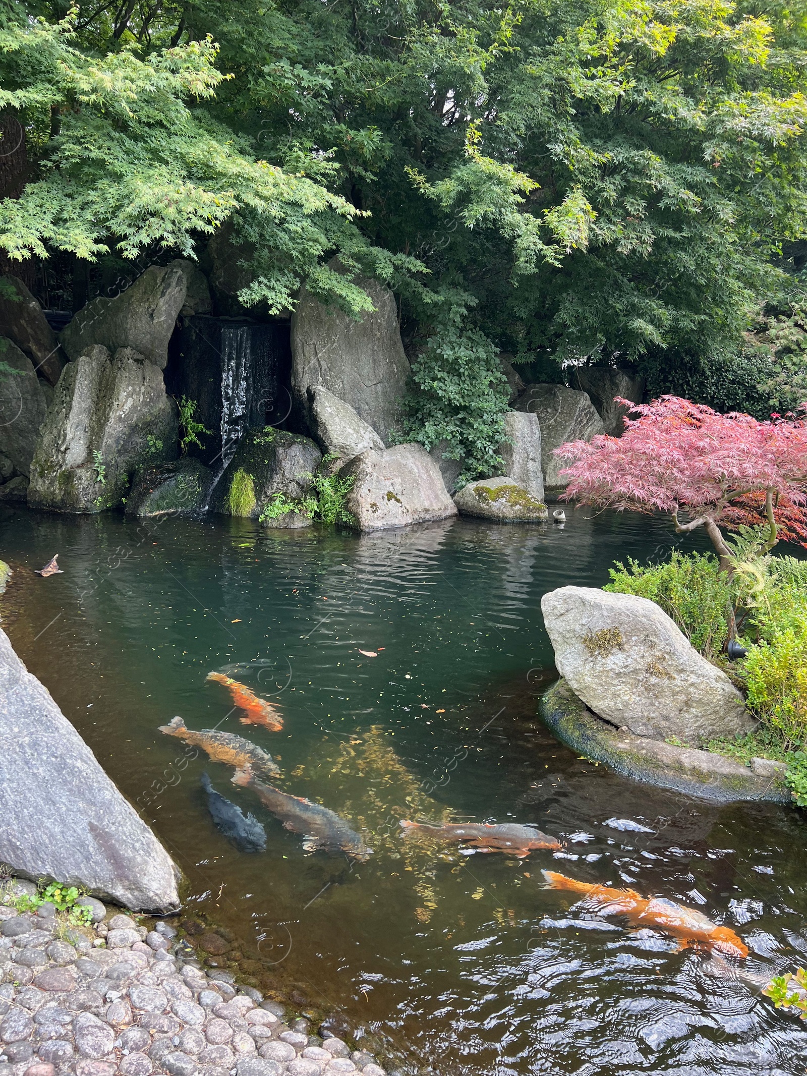 Photo of Beautiful different fishes swimming in zoological park