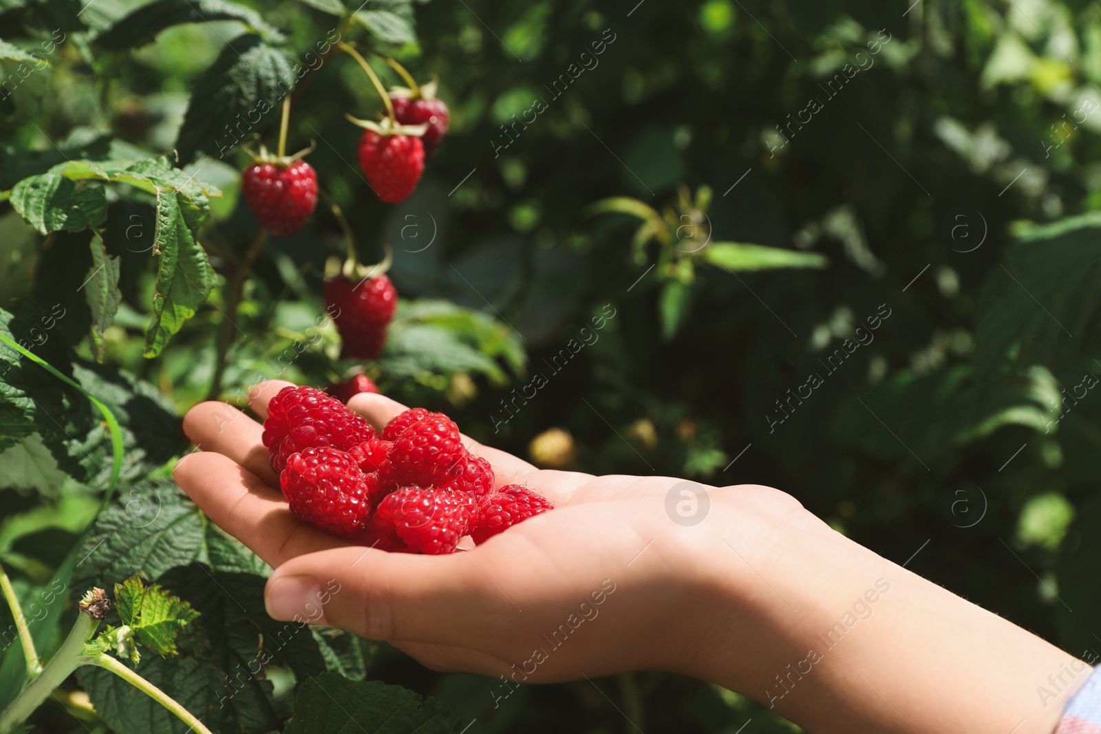 Photo of Woman picking ripe raspberries from bush outdoors, closeup