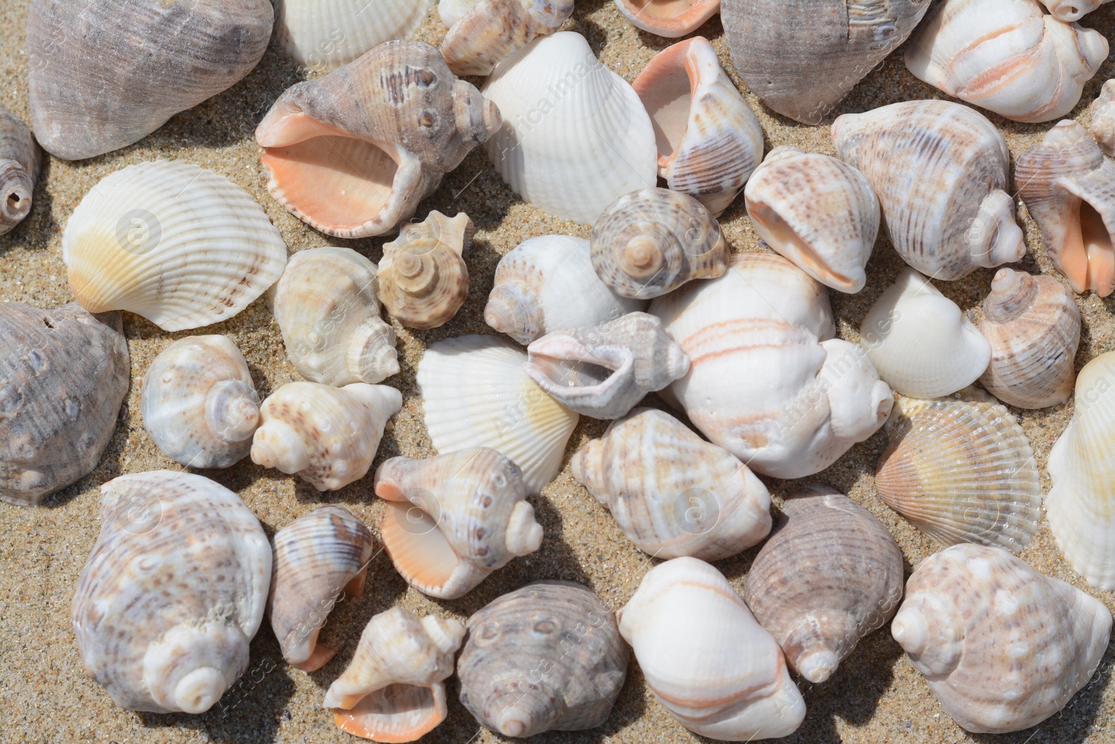 Photo of Many beautiful sea shells on sand, closeup