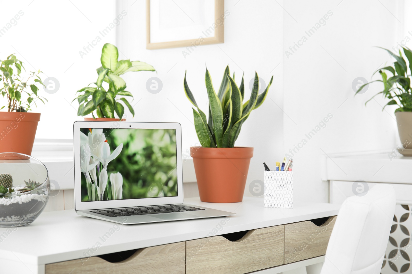 Photo of Houseplants and laptop on table in office interior