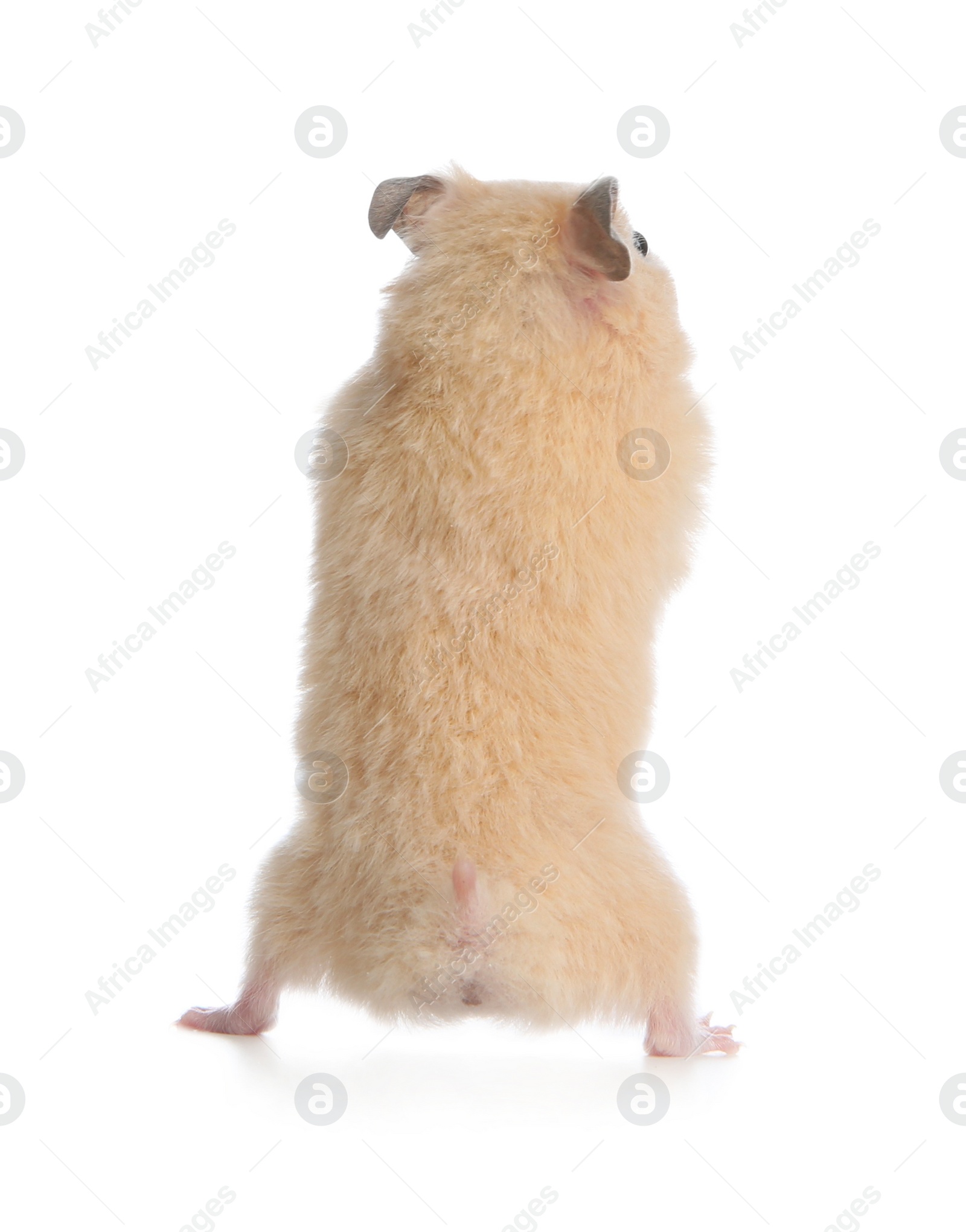 Photo of Adorable Syrian hamster on white background, back view. Small pet