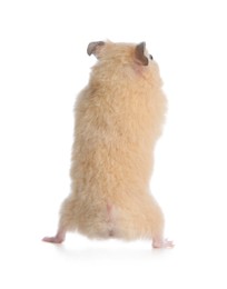 Photo of Adorable Syrian hamster on white background, back view. Small pet