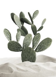 Image of Beautiful big cactus in sand on white background. Color toned
