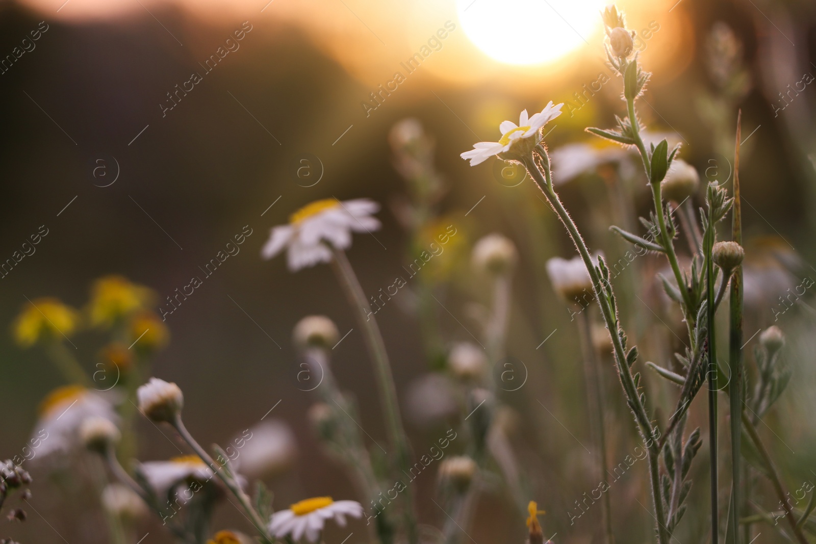 Photo of Beautiful wild flowers growing in spring meadow, closeup
