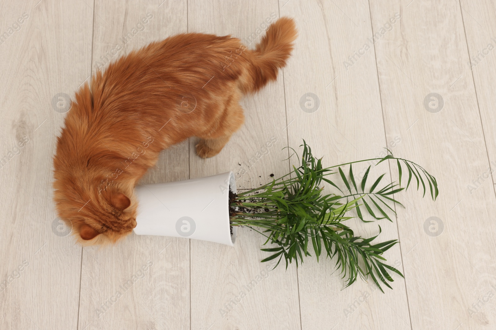 Photo of Cute cat near overturned houseplant at home, above view