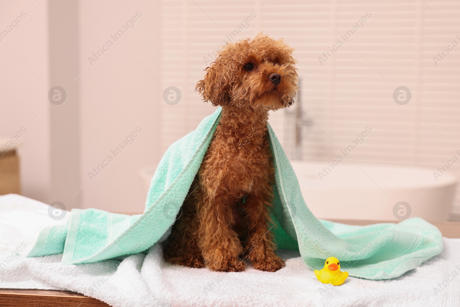 Photo of Cute Maltipoo dog wrapped in towel and rubber duck in bathroom. Lovely pet