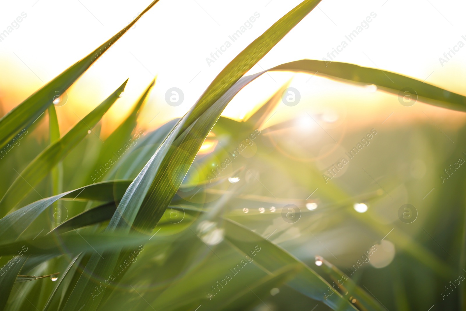 Photo of Young green grass with dew drops on spring morning, closeup