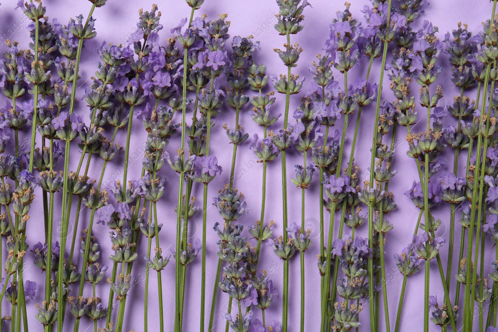 Photo of Flat lay composition with beautiful lavender flowers on violet background