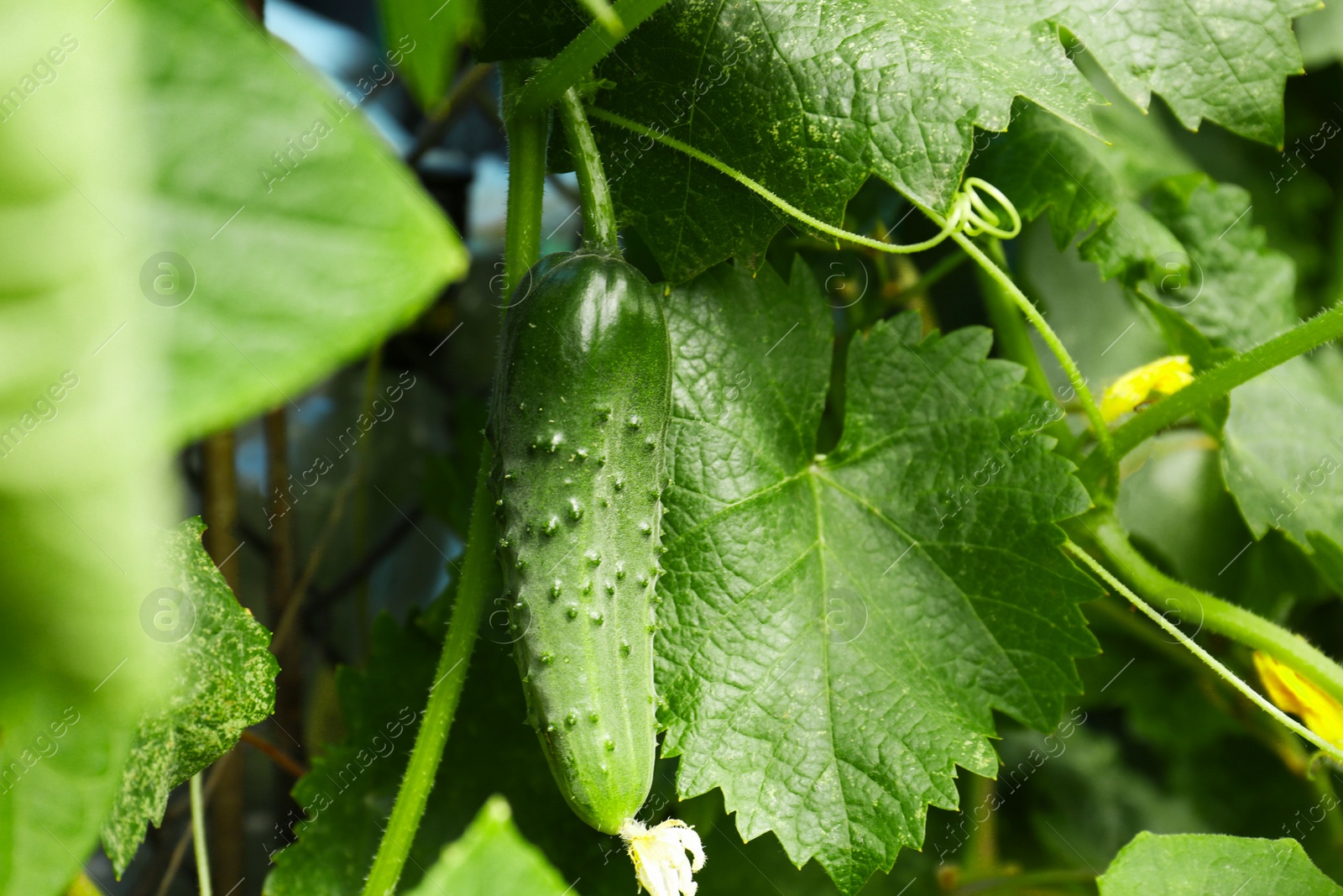 Photo of Cucumber ripening on bush in garden, closeup