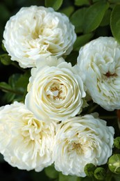 Photo of Beautiful blooming white roses on bush outdoors, closeup