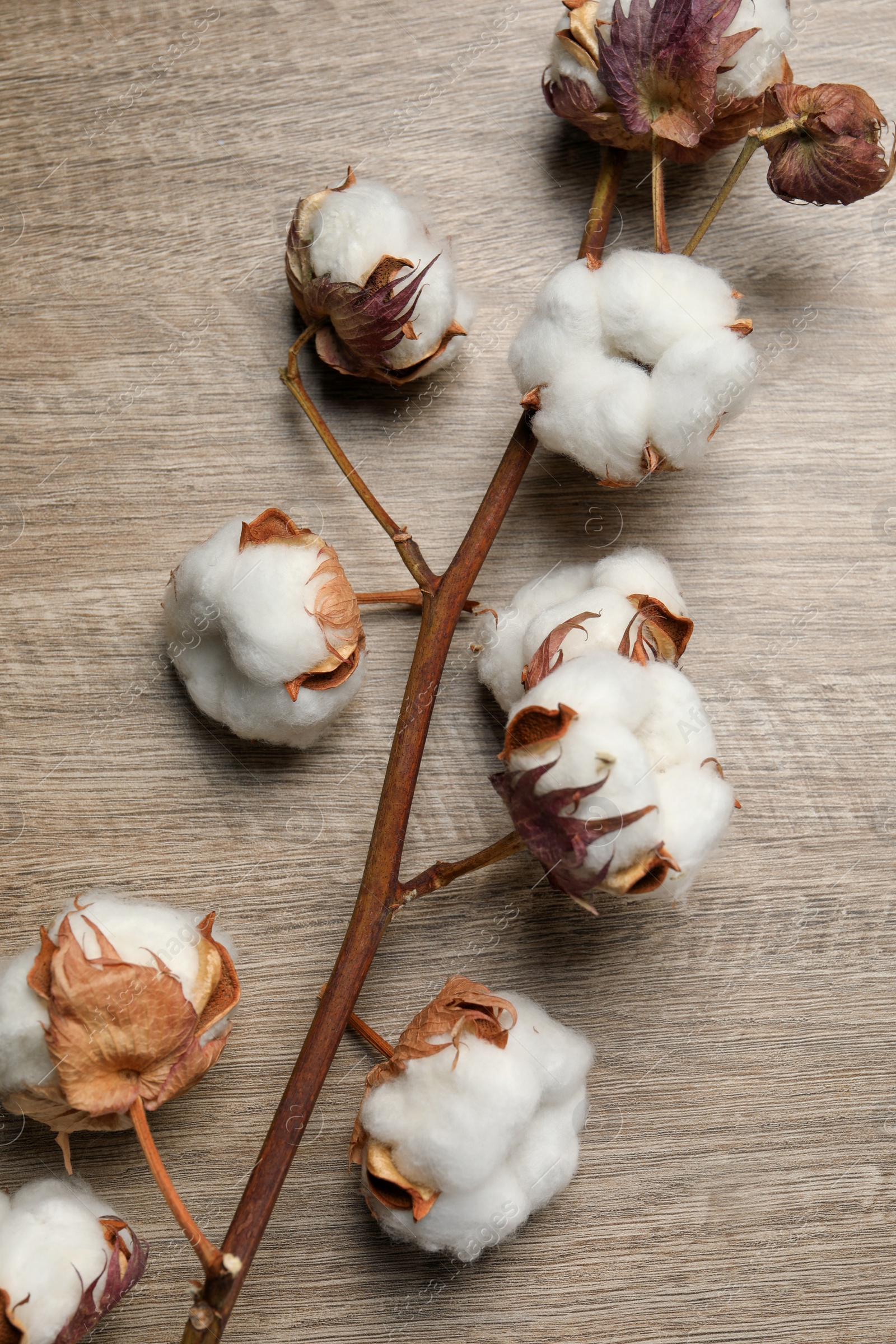 Photo of Dried cotton branch with fluffy flowers on wooden table, top view