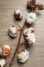 Dried cotton branch with fluffy flowers on wooden table, top view