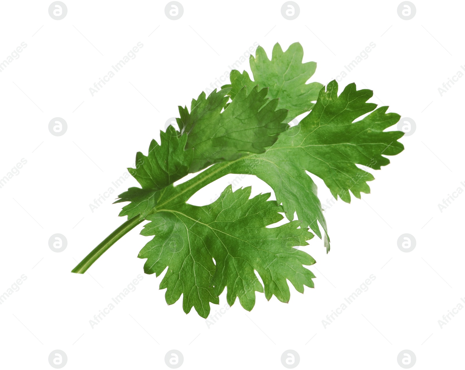 Photo of Fresh green coriander leaves isolated on white