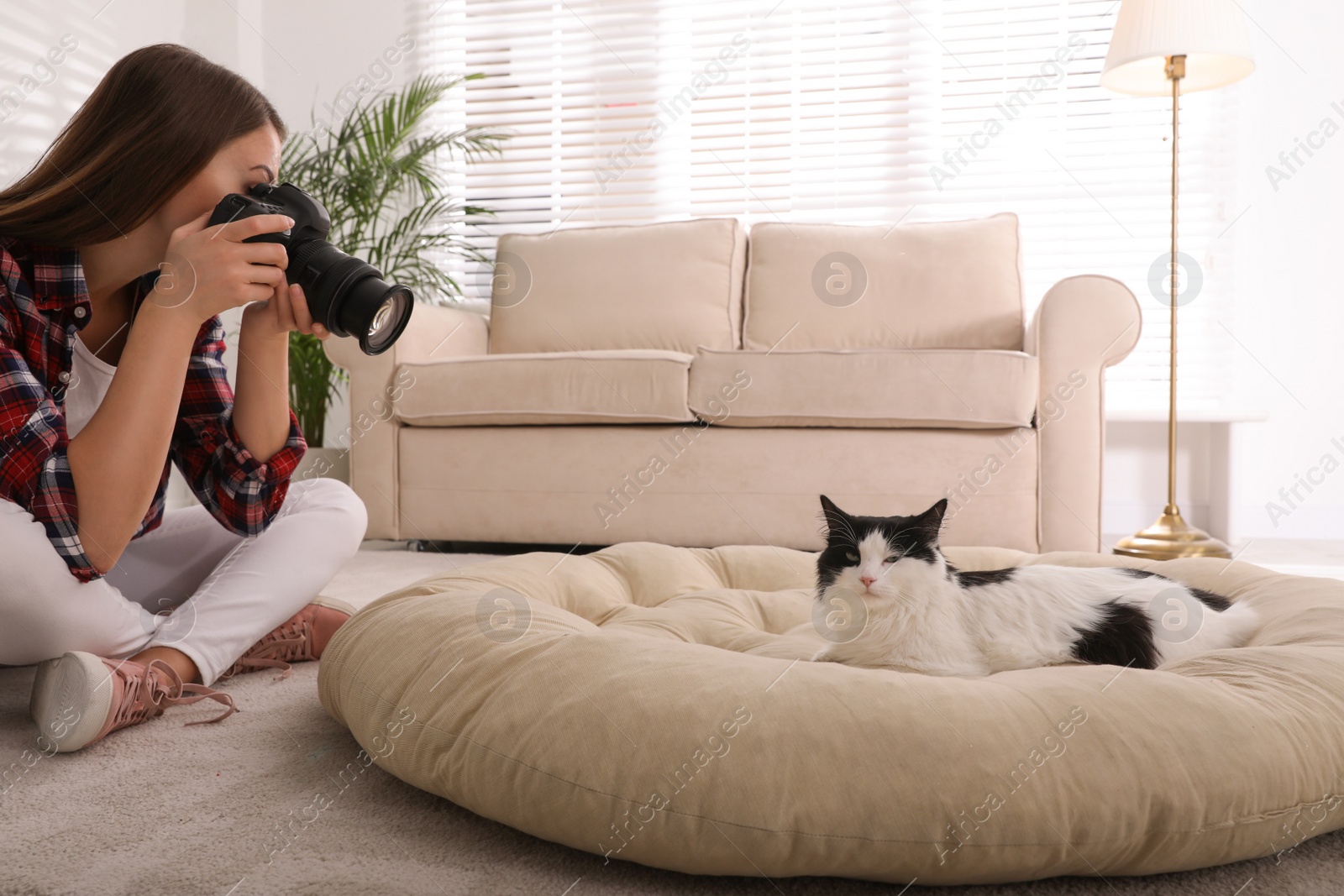 Photo of Professional animal photographer taking picture of beautiful cat at home