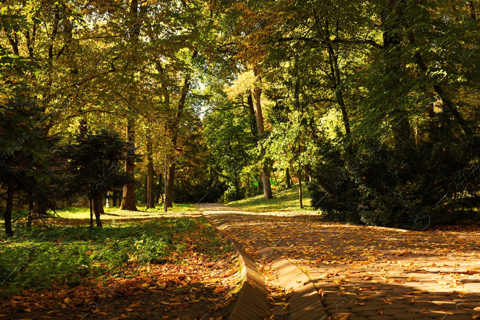 Photo of Pathway, fallen leaves and trees in beautiful park on autumn day