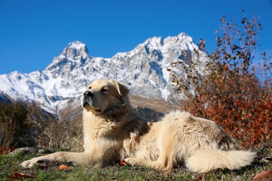 Photo of Adorable dog in mountains on sunny day