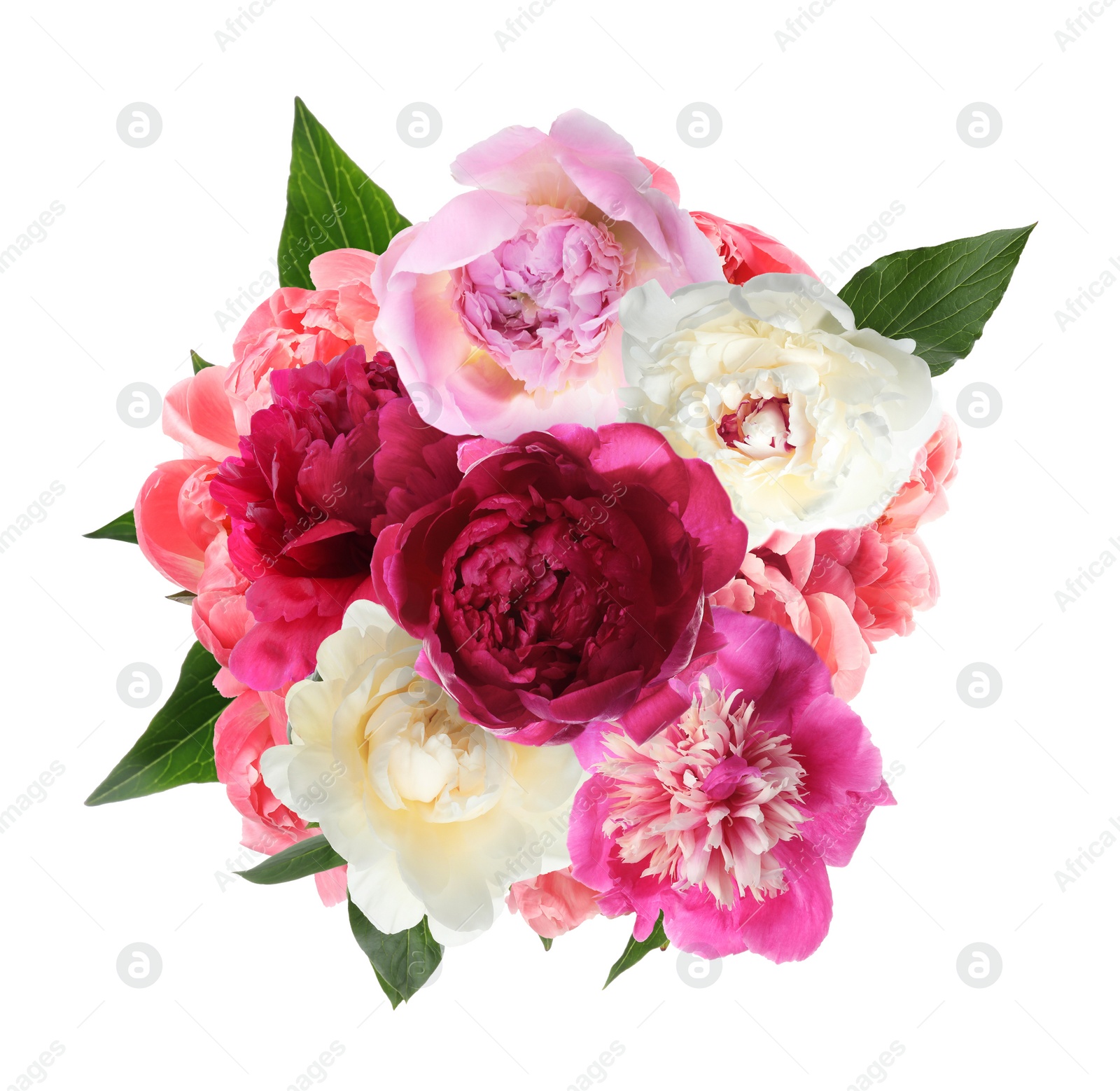 Image of Beautiful peony flower bouquet on white background