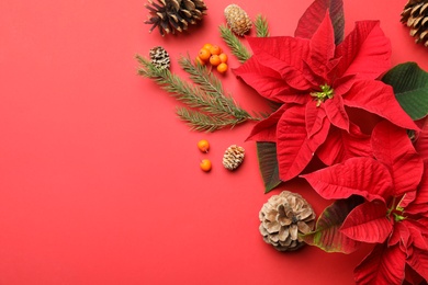 Flat lay composition with poinsettias (traditional Christmas flowers) and decor on red background. Space for text