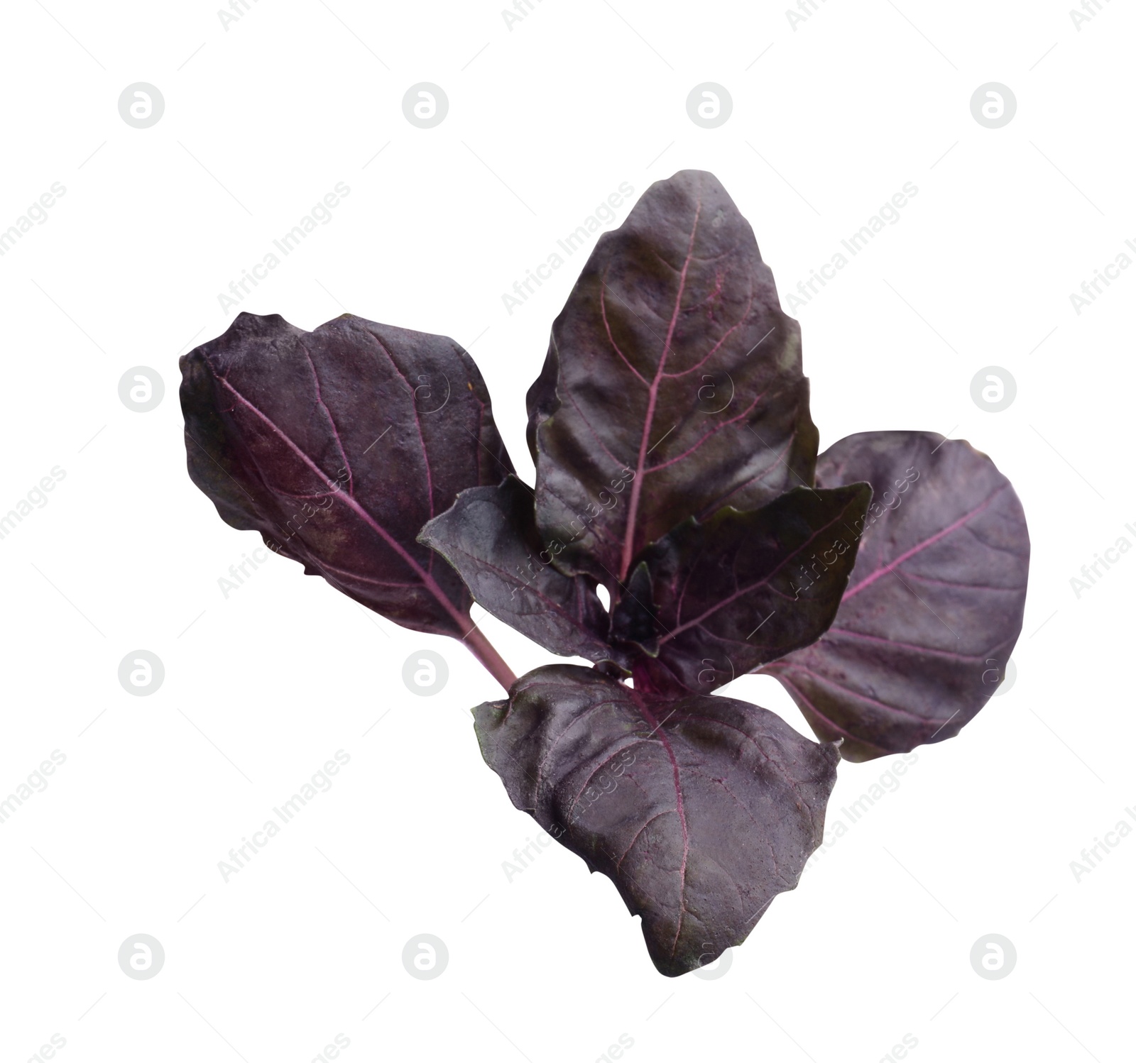 Photo of Aromatic red basil sprig isolated on white. Fresh herb