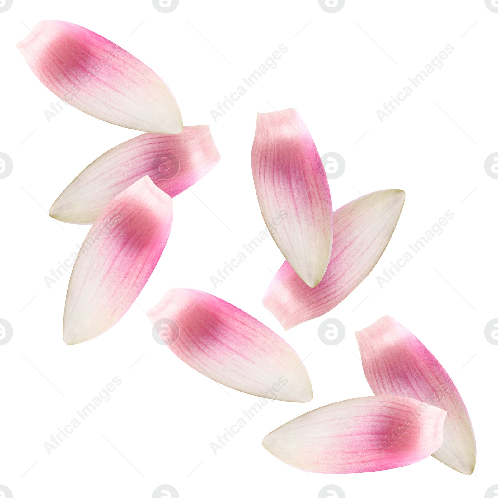 Image of Pink lotus flower petals falling on white background