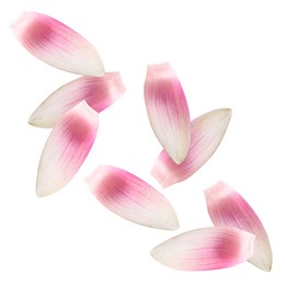 Image of Pink lotus flower petals falling on white background