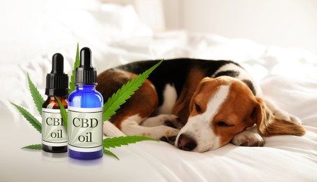 Image of Bottles of CBD oil and cute dog sleeping on bed