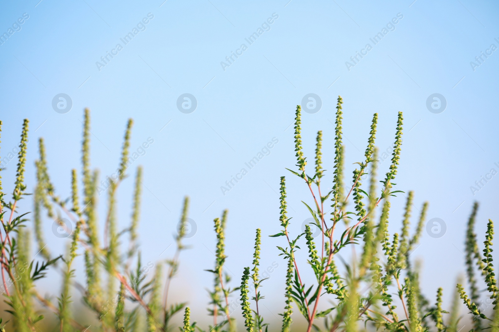 Photo of Blooming ragweed plants (Ambrosia genus) outdoors. Seasonal allergy