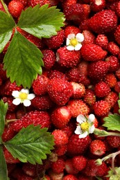 Photo of Many fresh wild strawberries, flowers and leaves as background, closeup