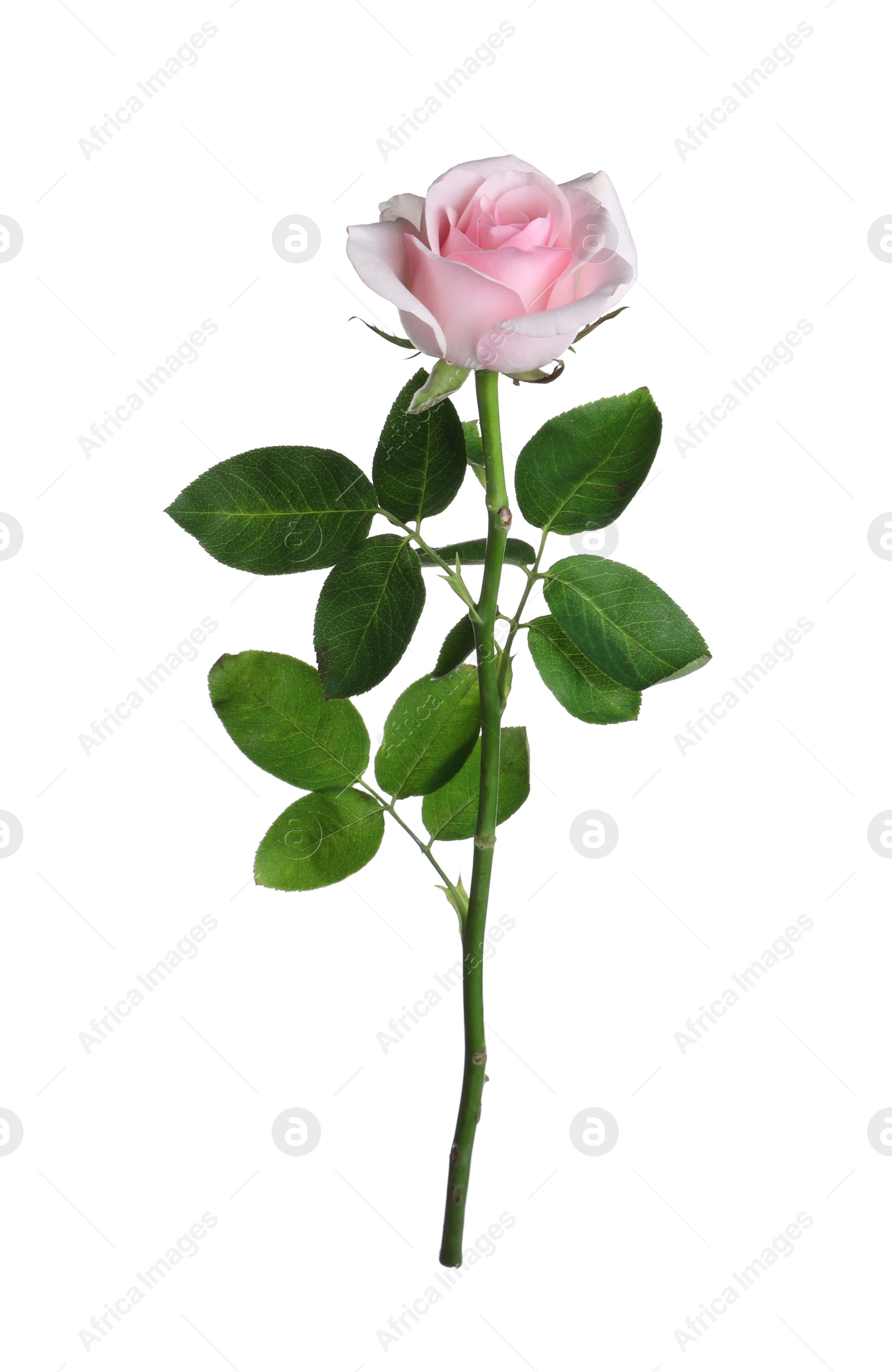 Photo of Blooming pink rose isolated on white. Beautiful flower