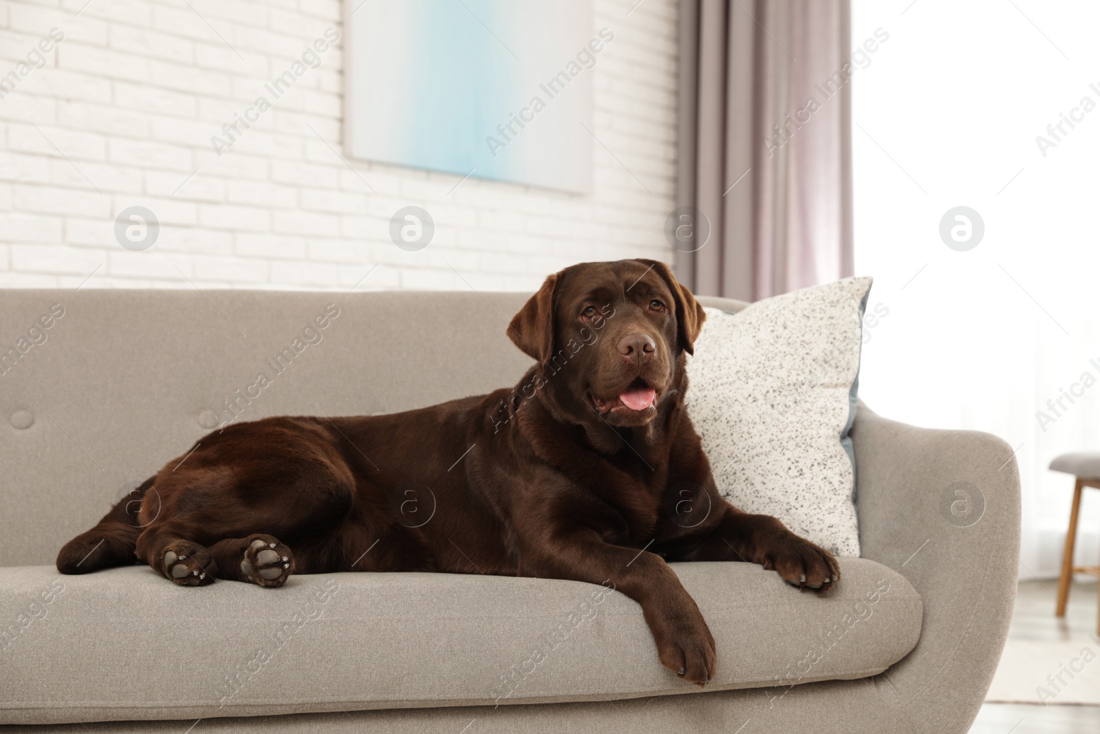 Photo of Chocolate labrador retriever on cozy sofa indoors