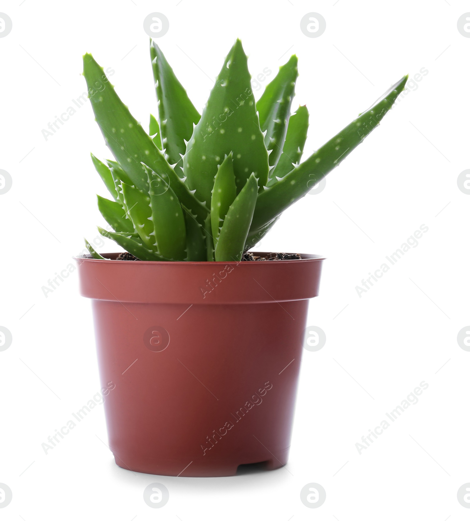 Photo of Flowerpot with aloe vera on white background