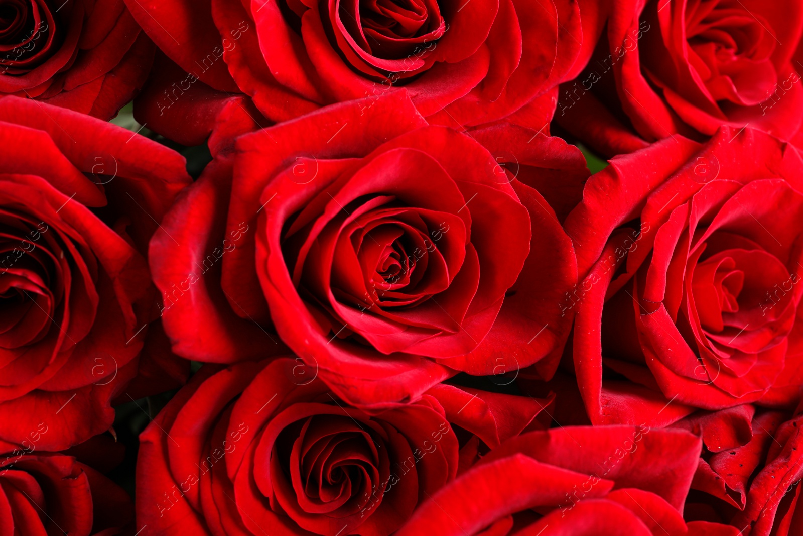 Photo of Beautiful red rose flowers as background, closeup