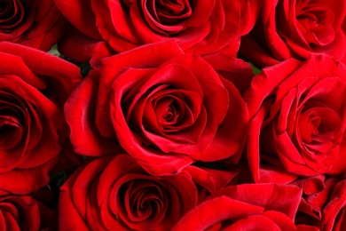 Beautiful red rose flowers as background, closeup