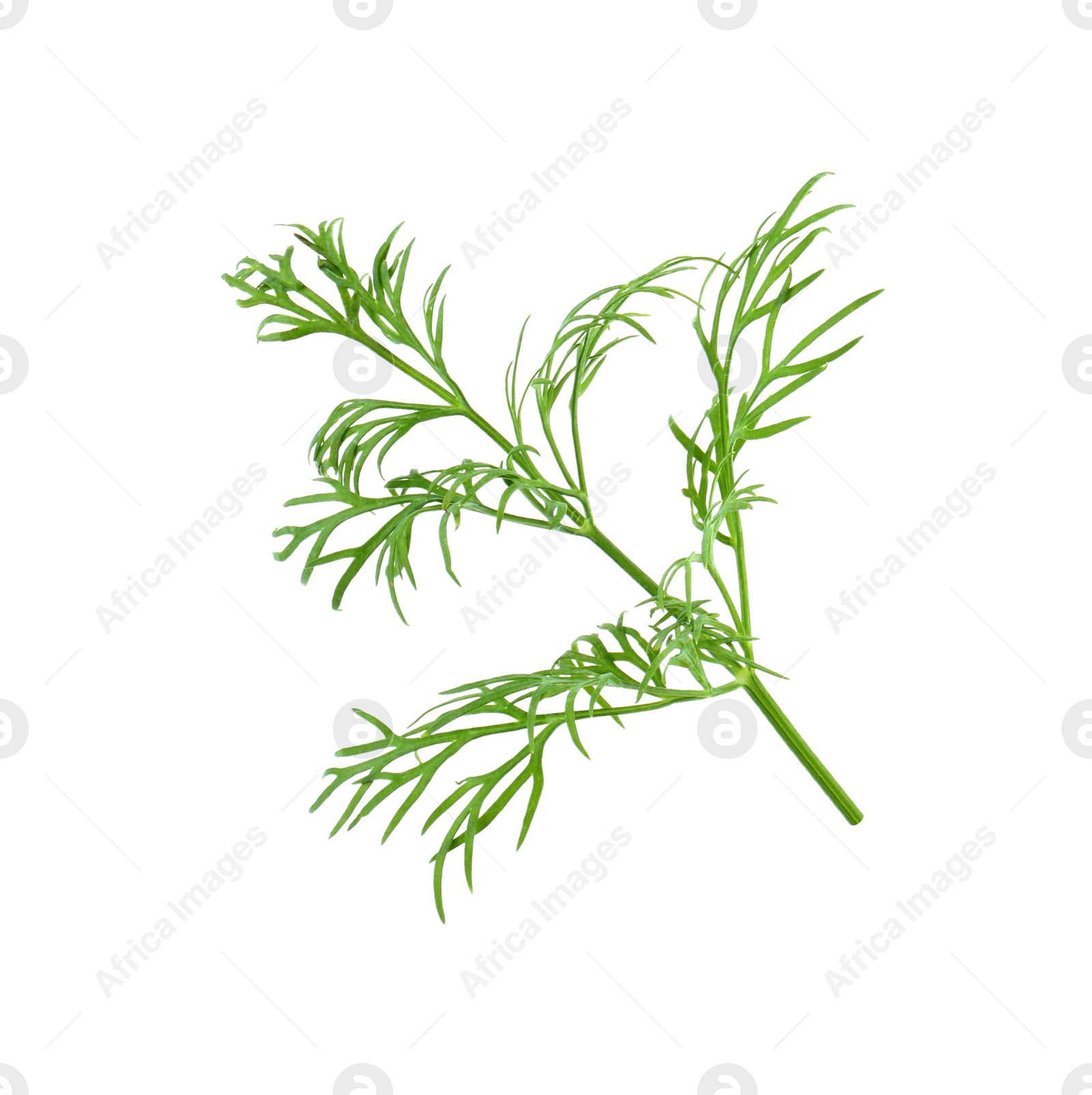 Photo of Sprig of fresh dill isolated on white