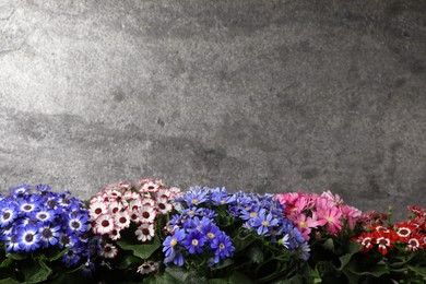 Photo of Beautiful colorful cineraria flowers on grey background. Space for text