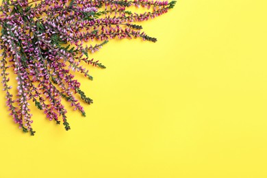 Photo of Heather branches with beautiful flowers on yellow background, flat lay. Space for text