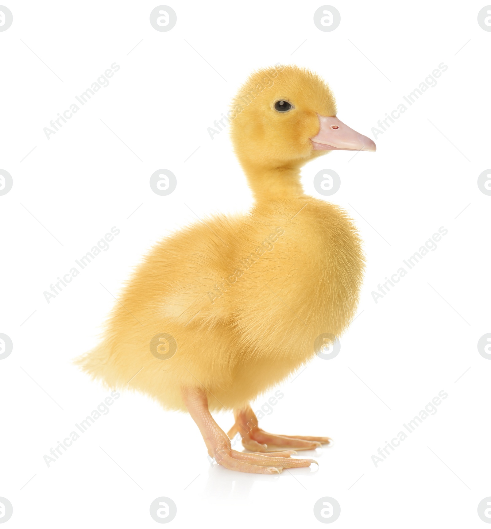 Photo of Cute fluffy gosling on white background. Farm animal