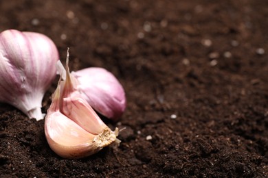 Vegetable planting. Head and clove of garlic on fertile soil, closeup. Space for text