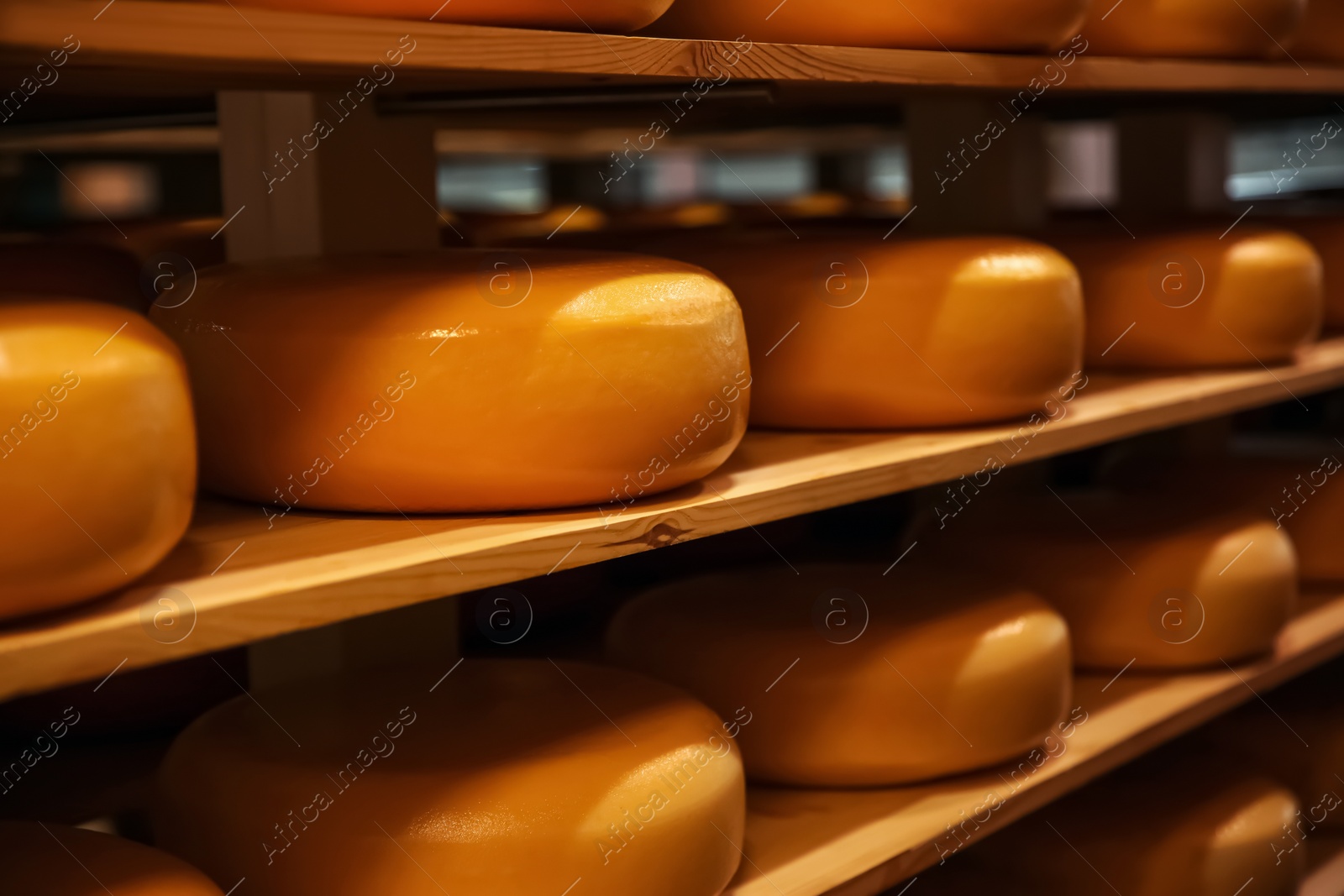 Photo of Fresh cheese heads on rack in factory warehouse