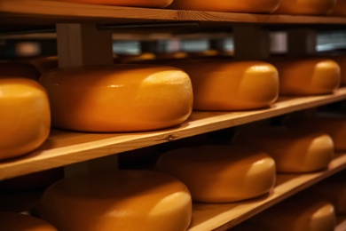 Photo of Fresh cheese heads on rack in factory warehouse