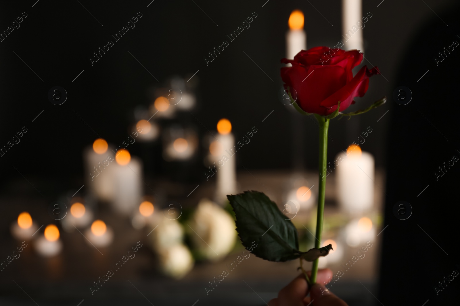 Photo of Woman holding beautiful red rose on blurred background. Funeral symbol