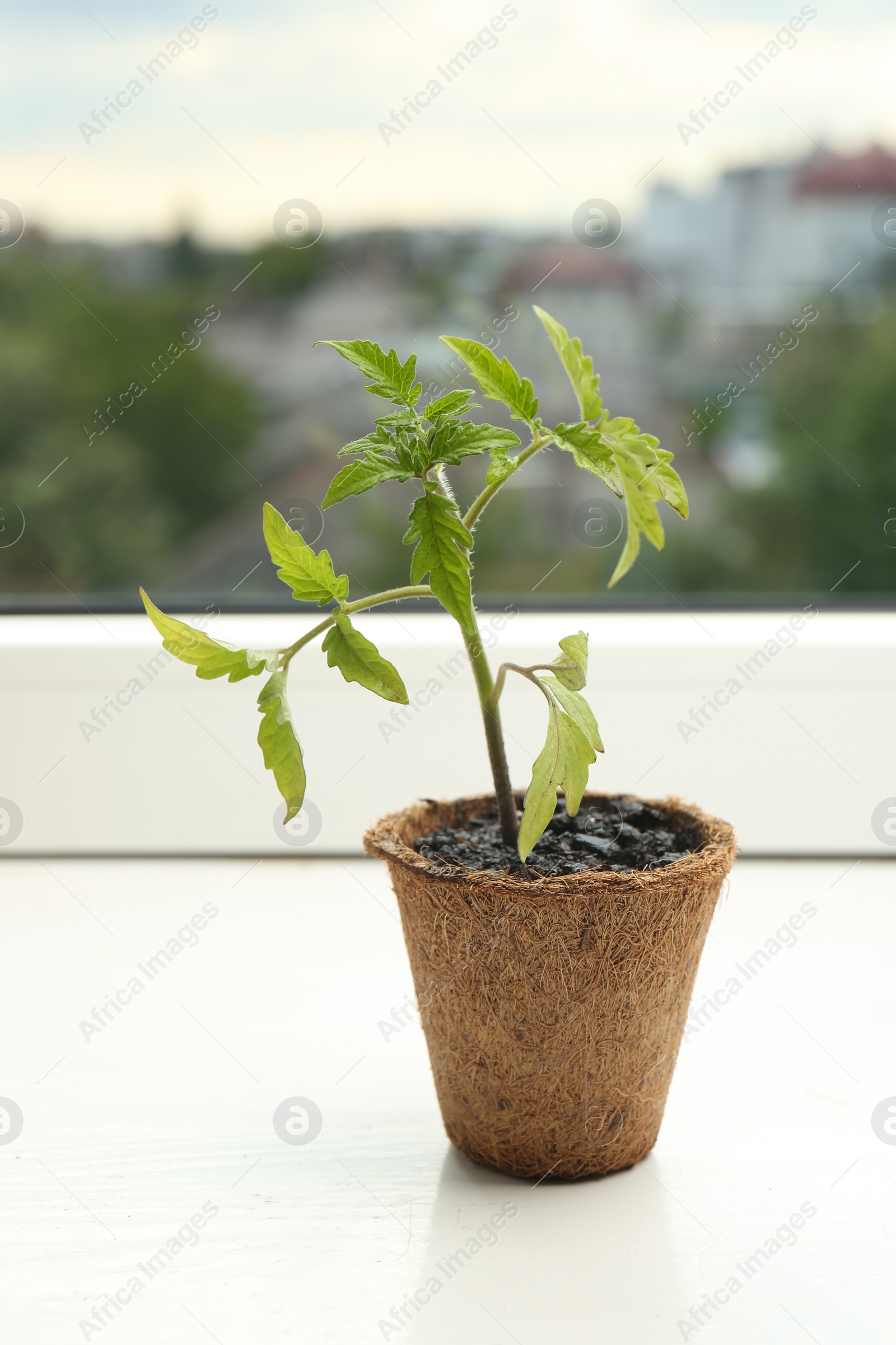 Photo of Tomato seedling growing in pot on window sill