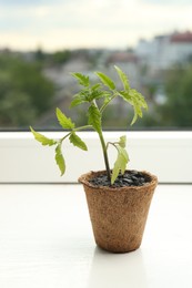 Photo of Tomato seedling growing in pot on window sill