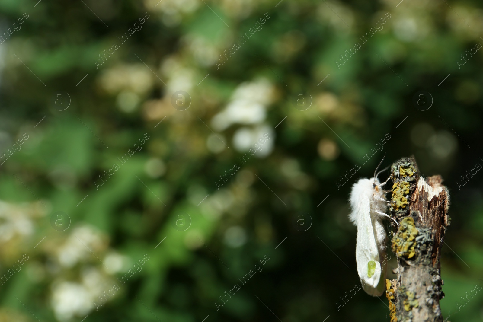 Photo of Beautiful moth on wooden twig outdoors, closeup. Space for text