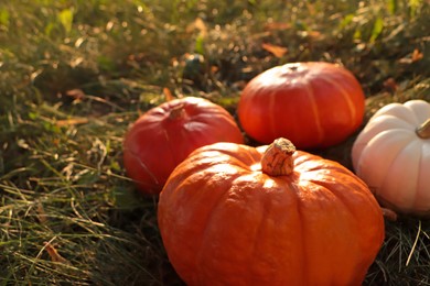 Photo of Many ripe pumpkins among green grass outdoors, closeup. Space for text